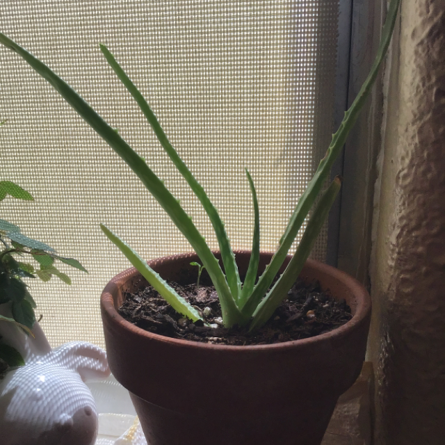 Aloe vera plant photo by @stardust_angell named roin on Greg, the plant care app.