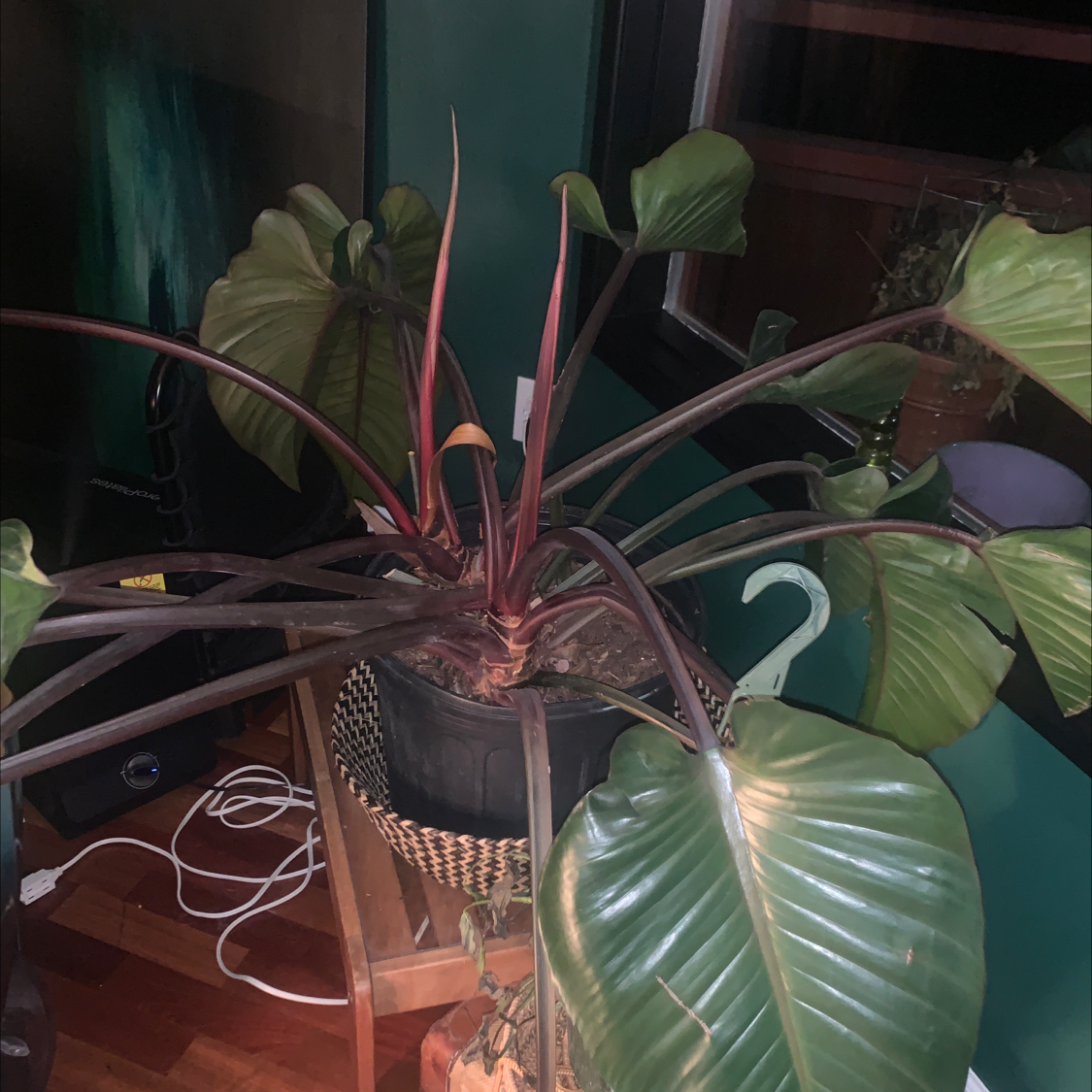 Philodendron 'Red Congo' plant with large leaves, some yellowing and browning, indoors on a stand.