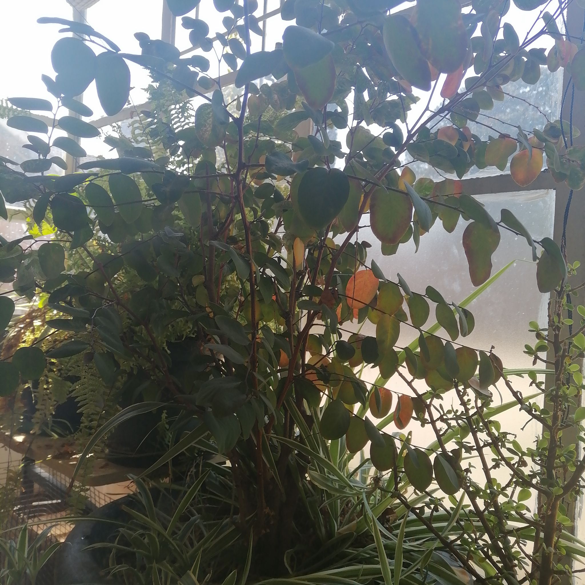 Plant care for Cabbage Tree on Greg, the plant care app