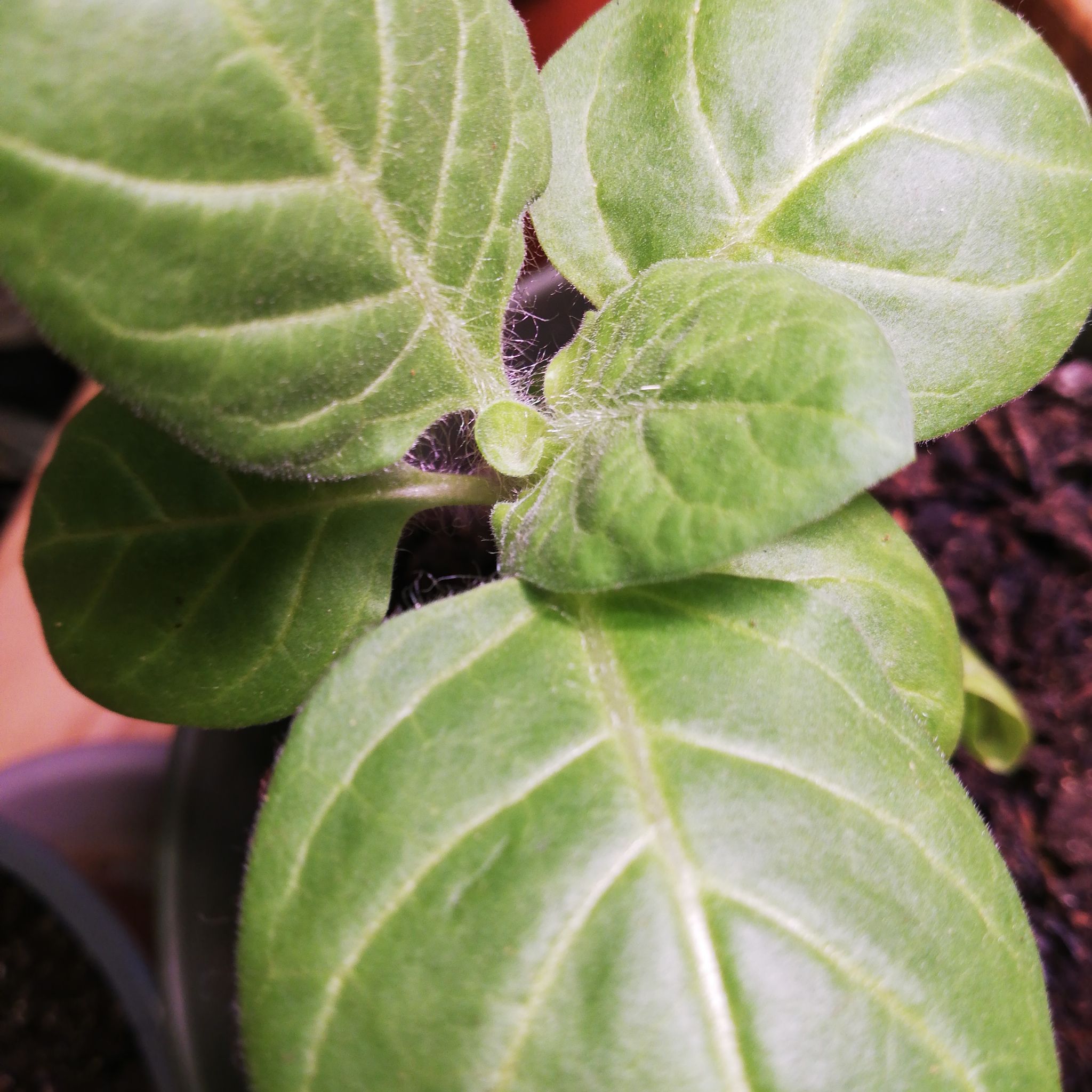 Photo of the plant species Henbane by @PolishedEspicia named Henbane on Greg, the plant care app