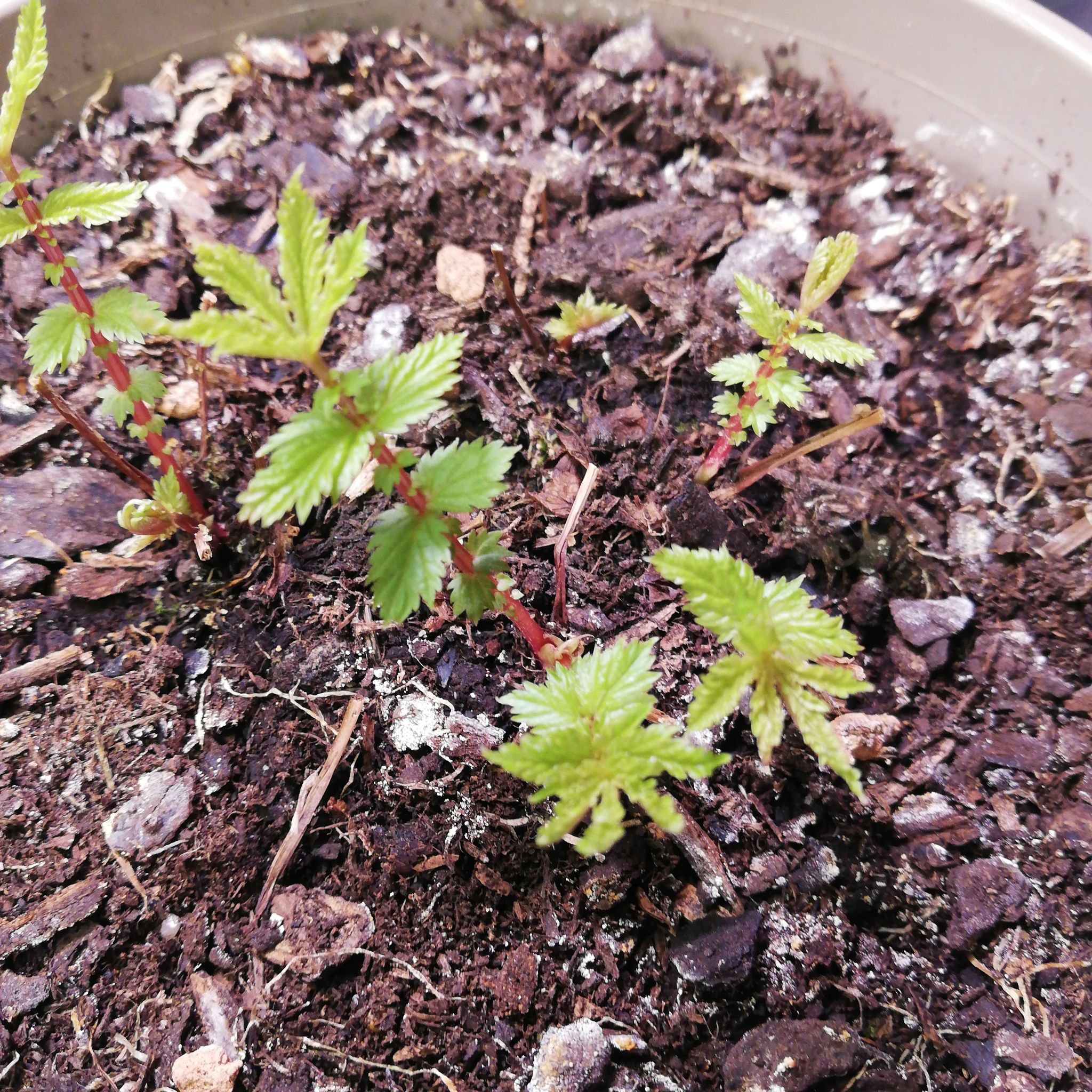 Photo of the plant species Meadowsweet by @PolishedEspicia named Meadowsweet on Greg, the plant care app