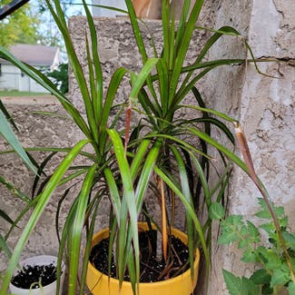 Dracaena marginata 'Bicolor' plant in Saint Louis, Missouri