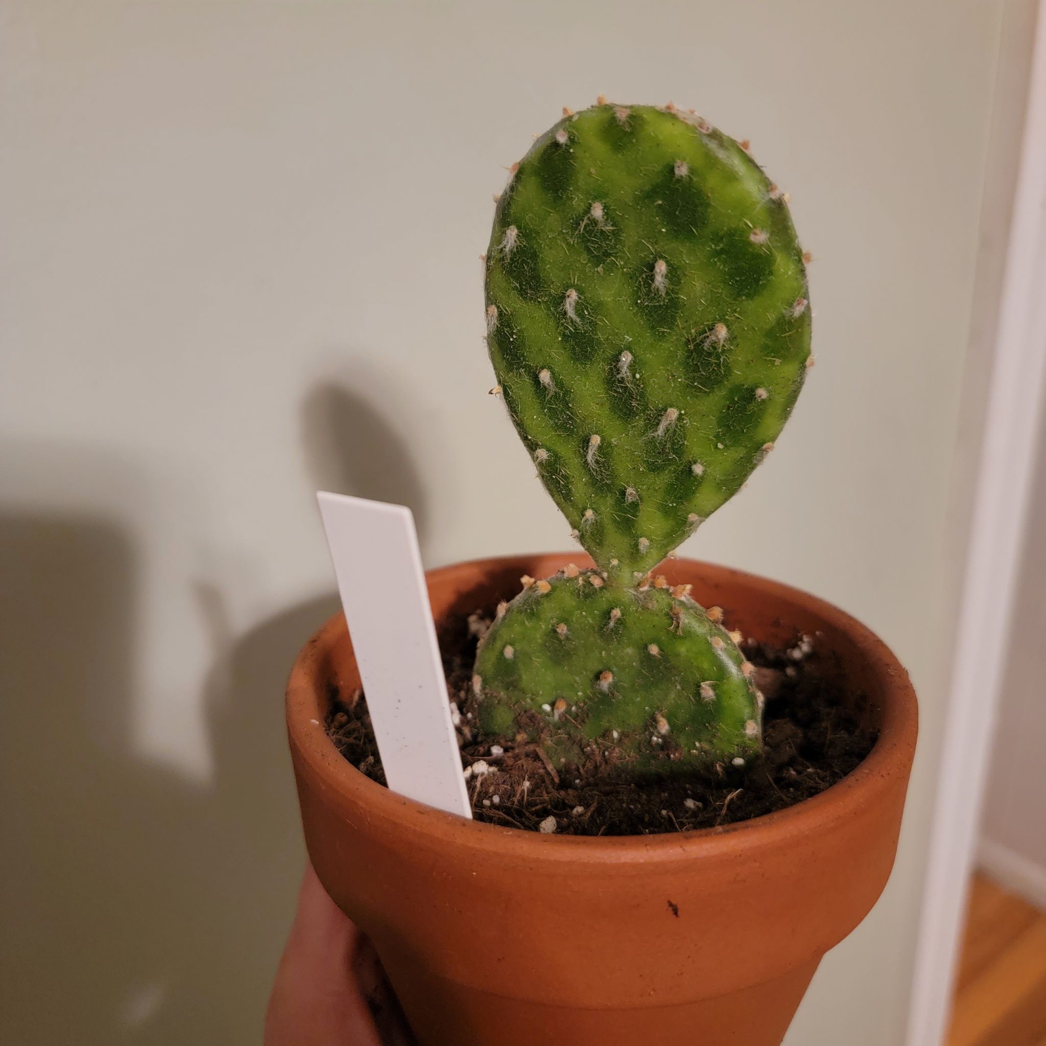 Photo of the plant species Arpon by @dysnomia42 named Bubble on Greg, the plant care app