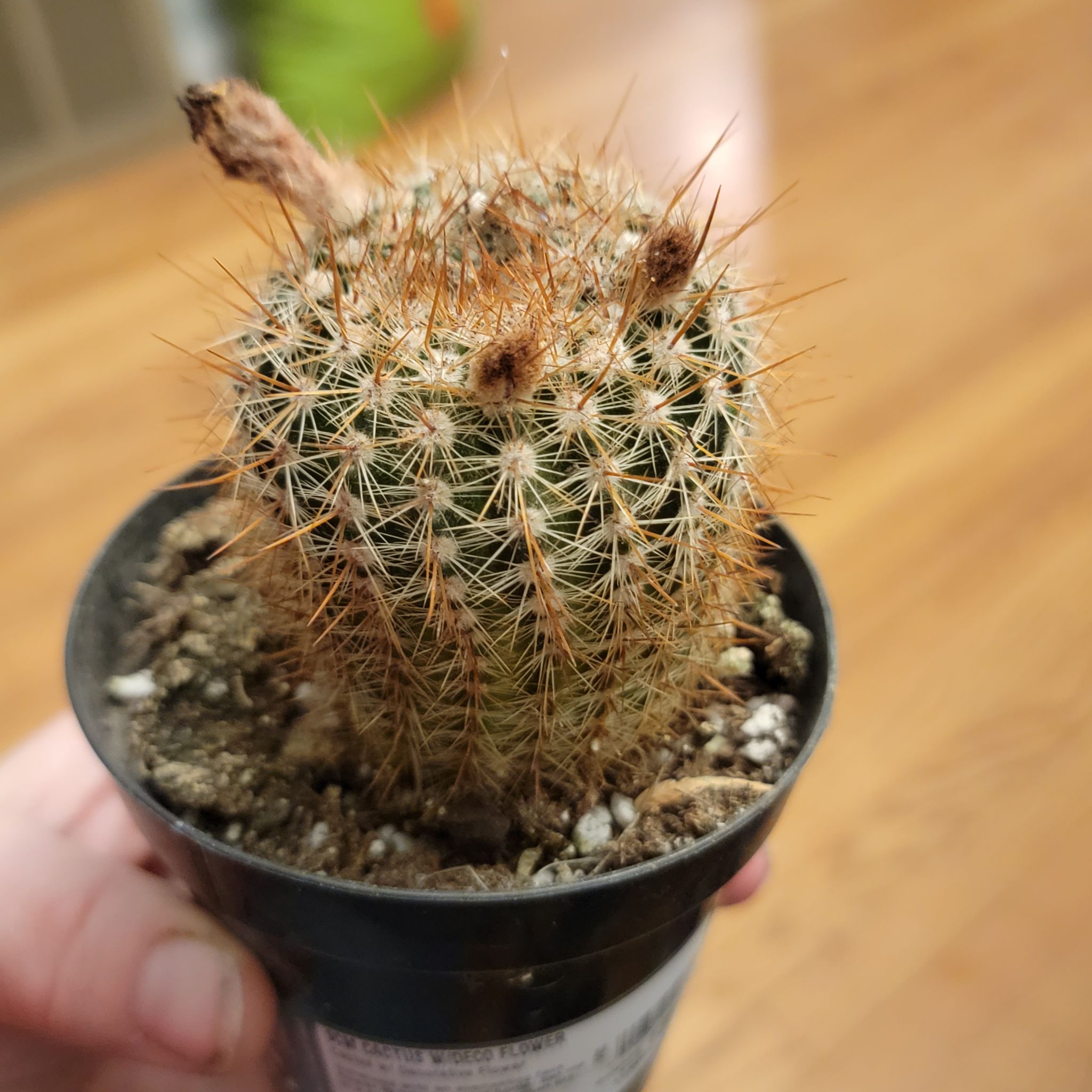 Parodia x erubescens cactus in a black pot with some browning at the top.