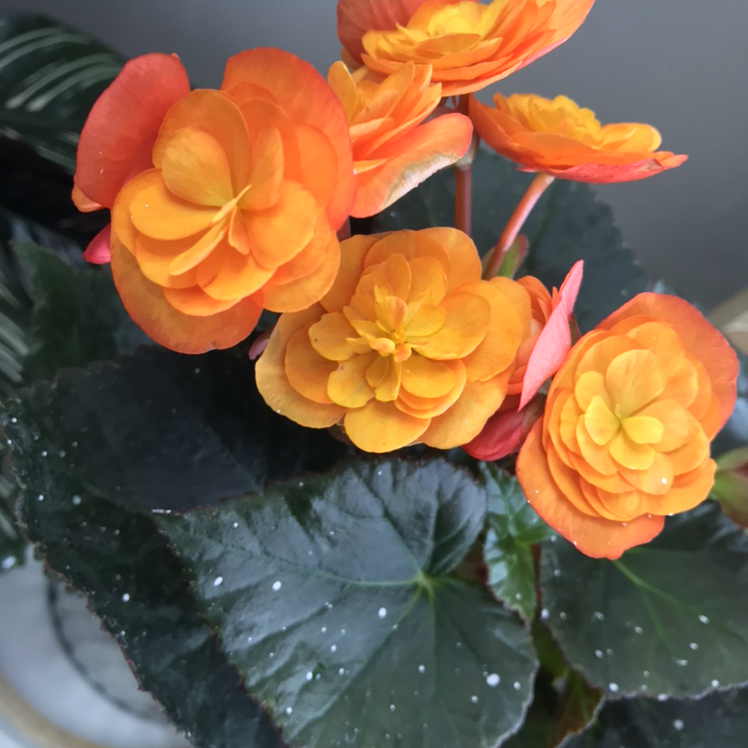 Tuberous Begonia with vibrant orange flowers and dark green leaves.