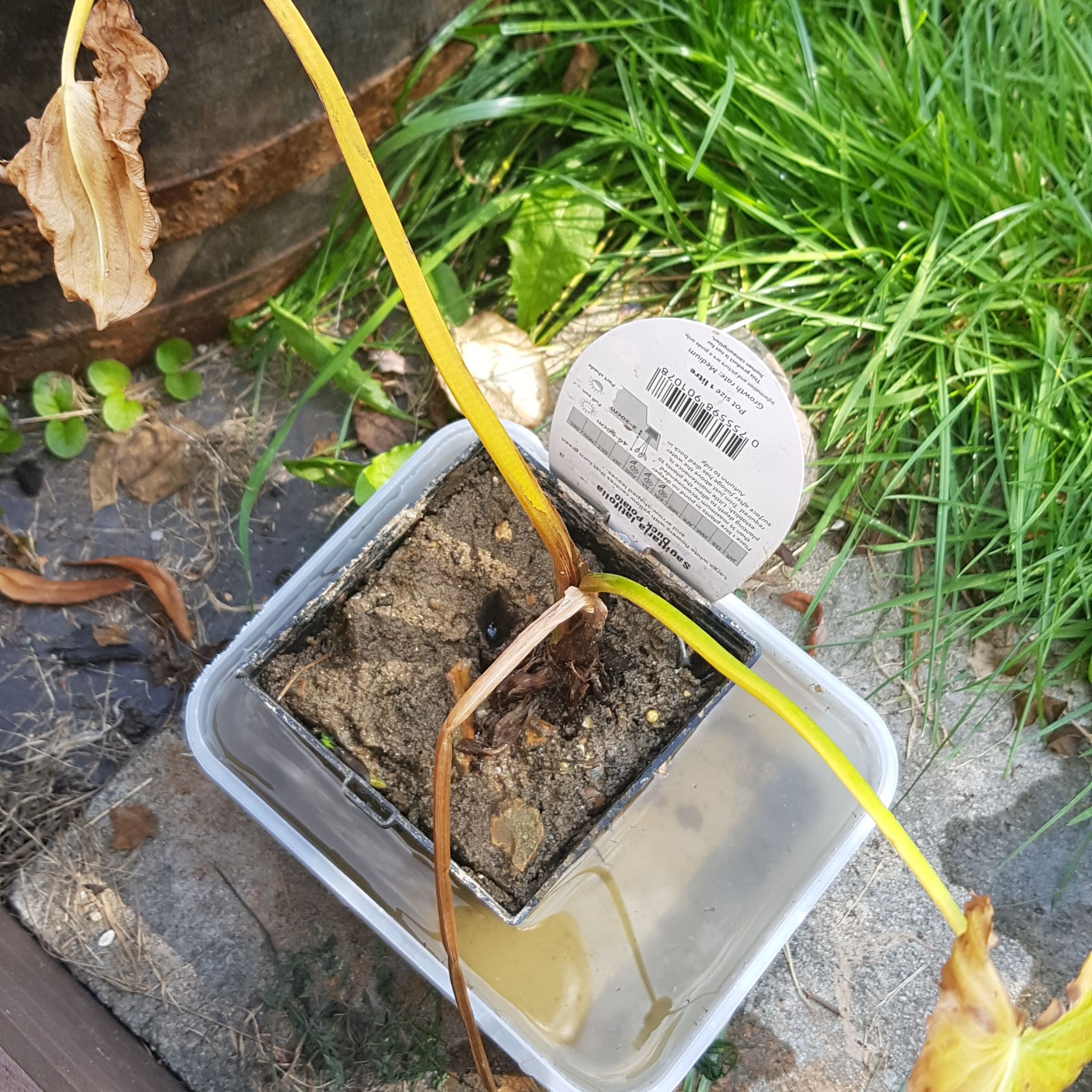 Plant care for Grassy Arrowhead on Greg, the plant care app