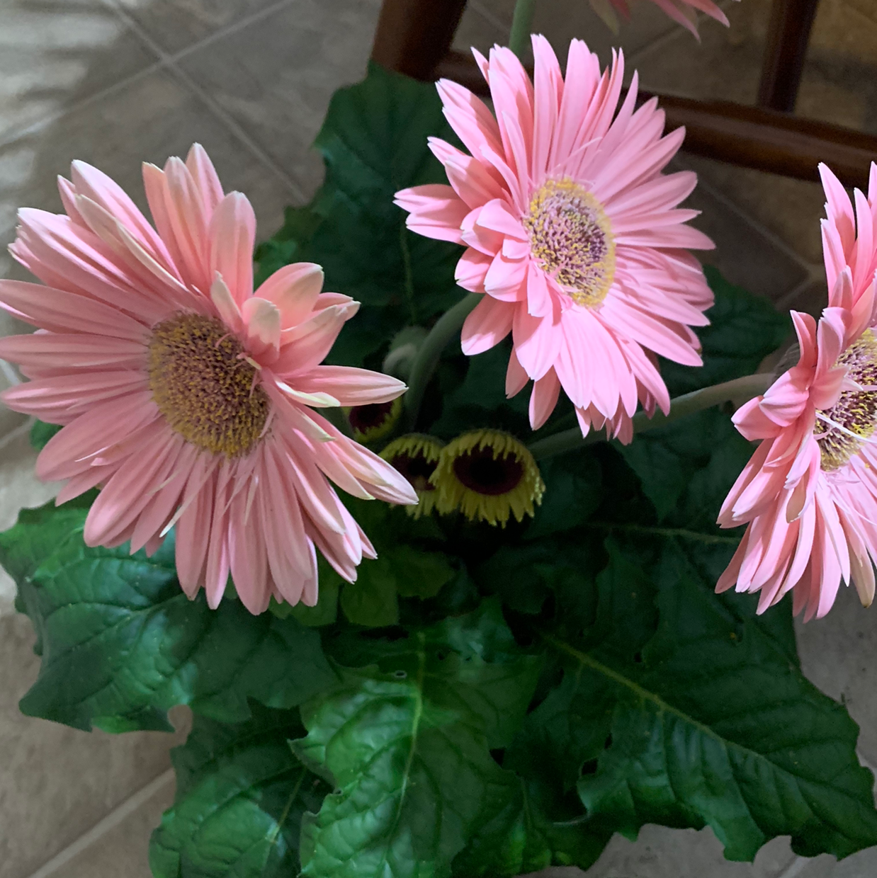 Why Is My Gerbera Not Doing Well?