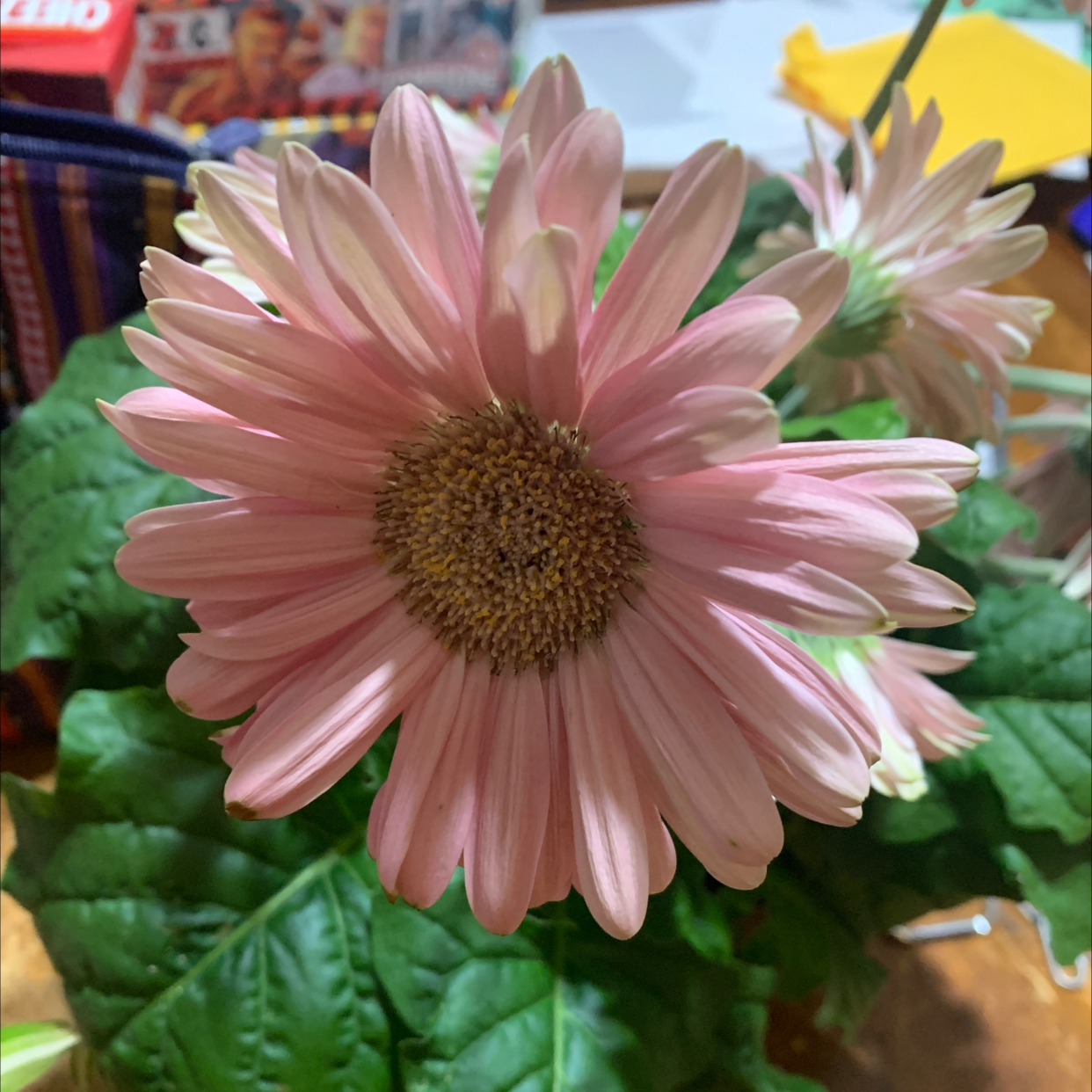 Gerbera plant with a prominent pink flower and healthy green leaves.