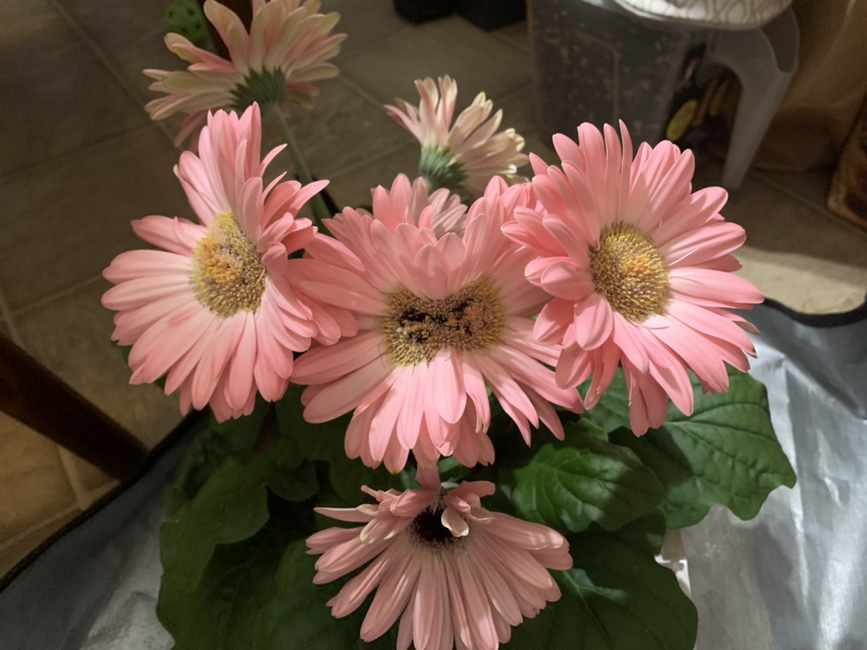 Giant Crego Aster with pink flowers, some showing browning in the center.