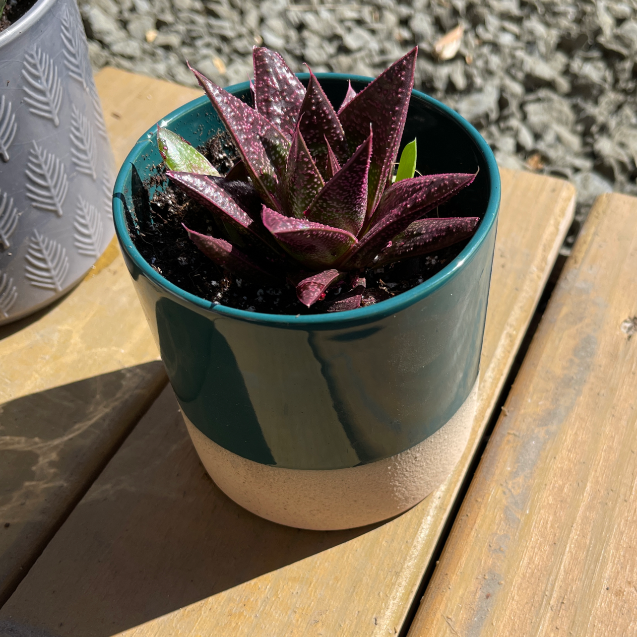 Potted Bredasdorp Gasteria plant with dark purple leaves in a green and beige pot.