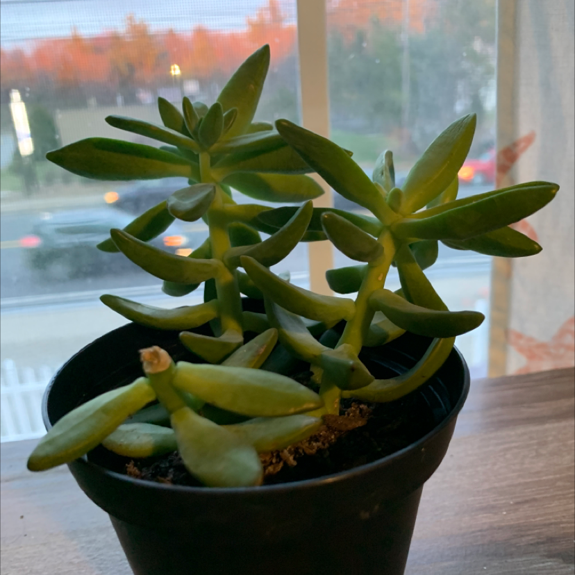 Sedum adolphi 'Golden Glow' plant in a black pot, placed near a window.