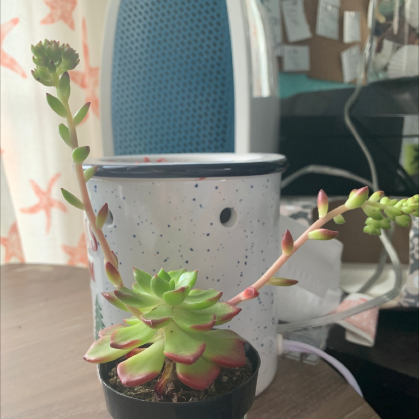 Photo of the plant species Echeveria 'Atroviridis' by Jessica named Remington on Greg, the plant care app