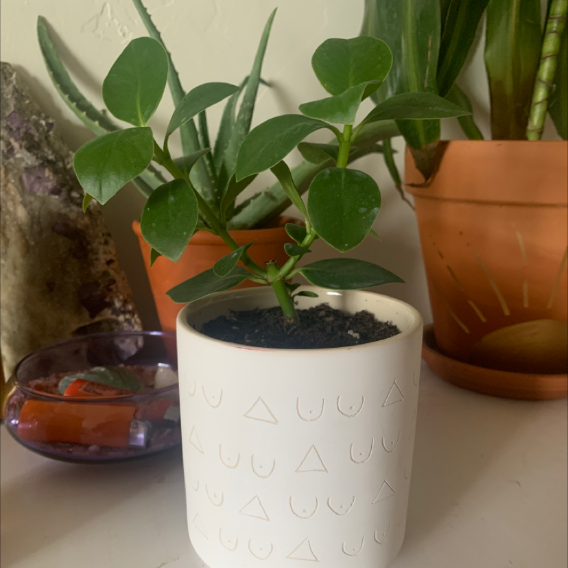 Potted Autograph Tree with healthy green leaves, visible soil, and other plants in the background.