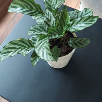 Rose Calathea plant in Rochester, New York