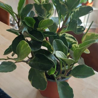 Variegated Baby Rubber Plant plant in Rochester, New York