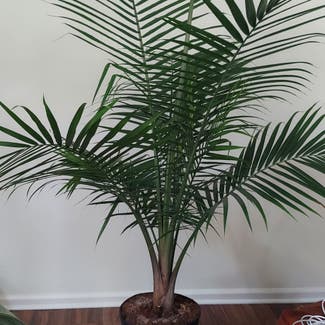 Majesty Palm plant in Rochester, New York