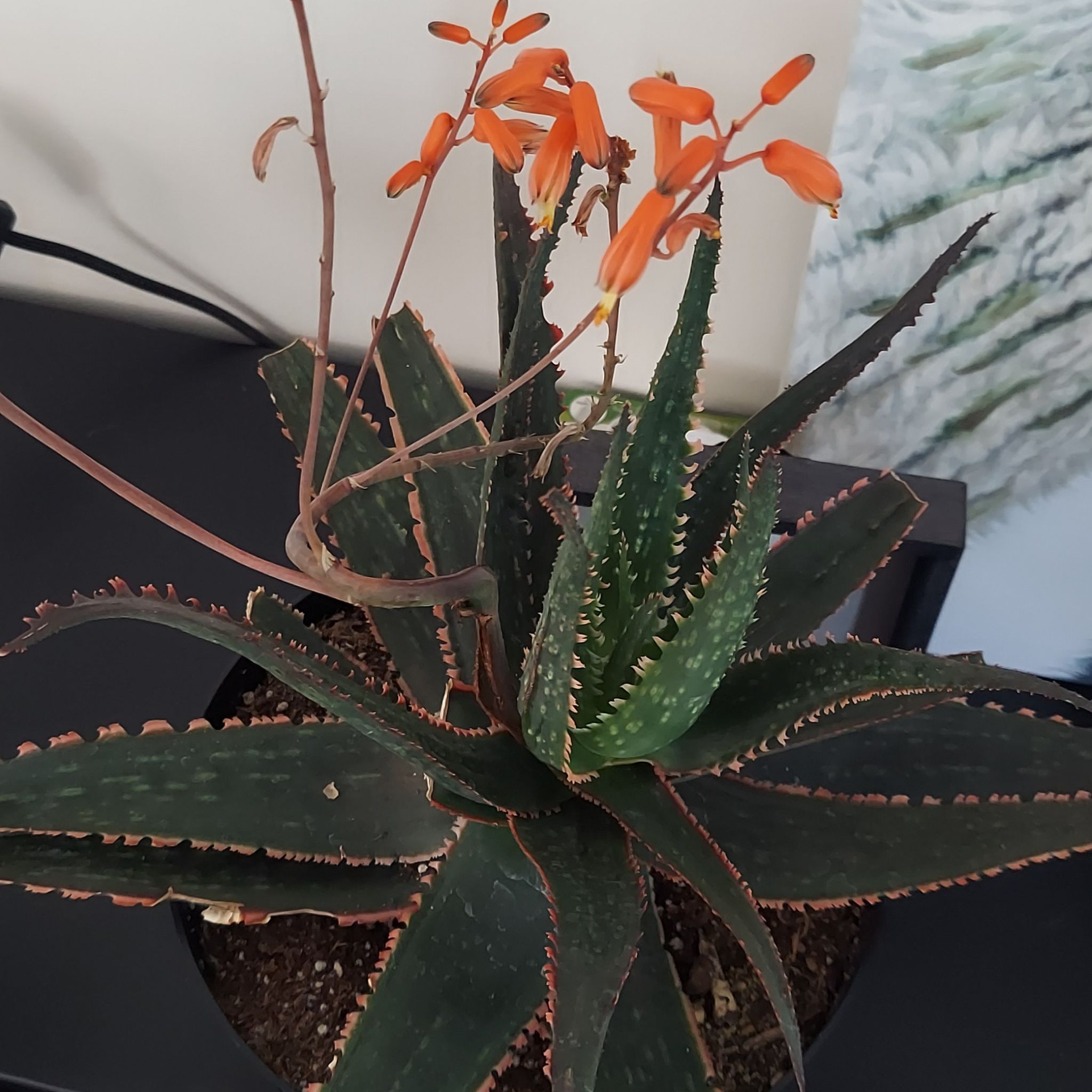 Photo of the plant species Aloe 'Coral Fire' by @MerTee named Aloe on Greg, the plant care app