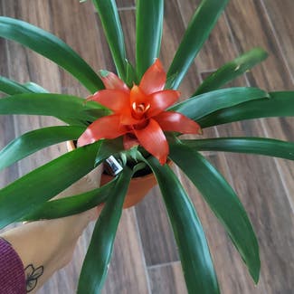 Red Bromeliad plant in Rochester, New York