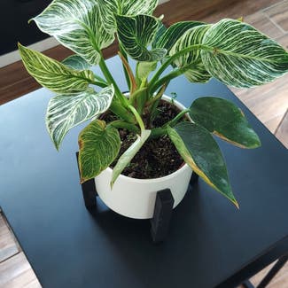 Philodendron Birkin plant in Rochester, New York