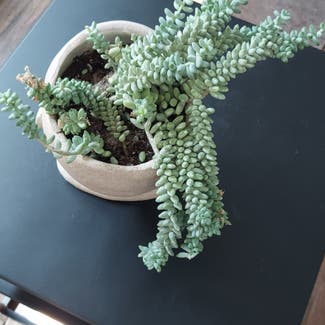 Burro's Tail plant in Rochester, New York