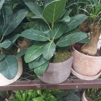 Audrey Ficus plant in Rochester, New York