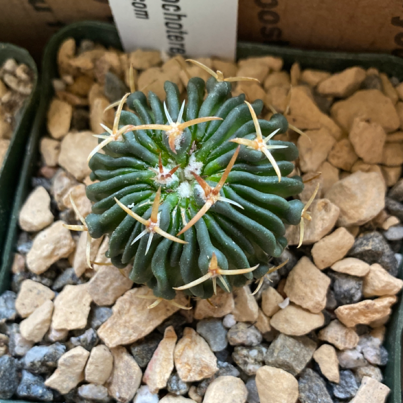 Plant care for Brain Cactus on Greg, the plant care app