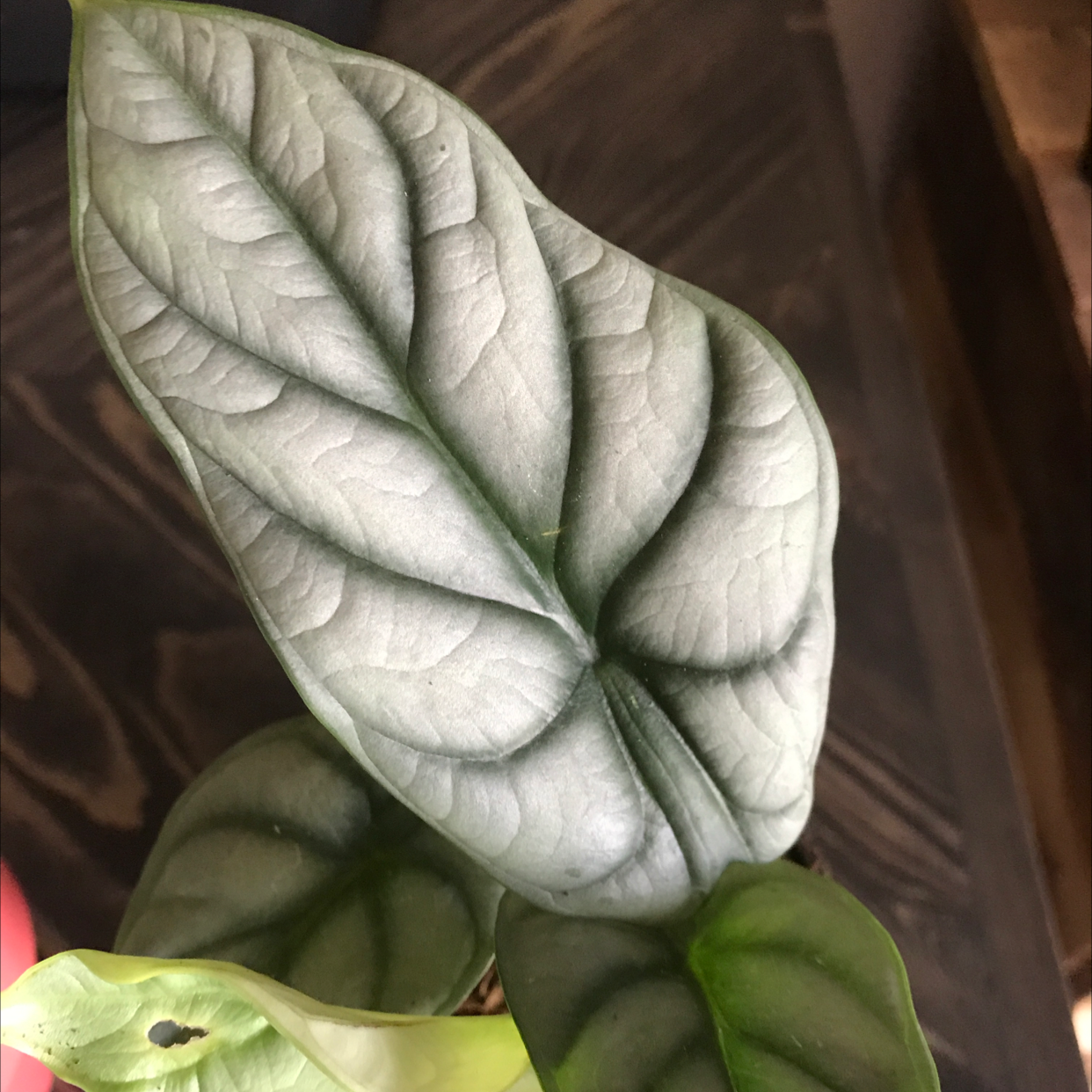 Close-up of an Alocasia 'Dragon Scale' plant with healthy leaves.