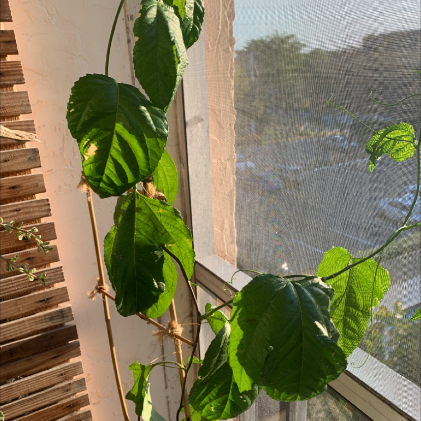 Passion fruit plant with green leaves climbing a support structure near a window.