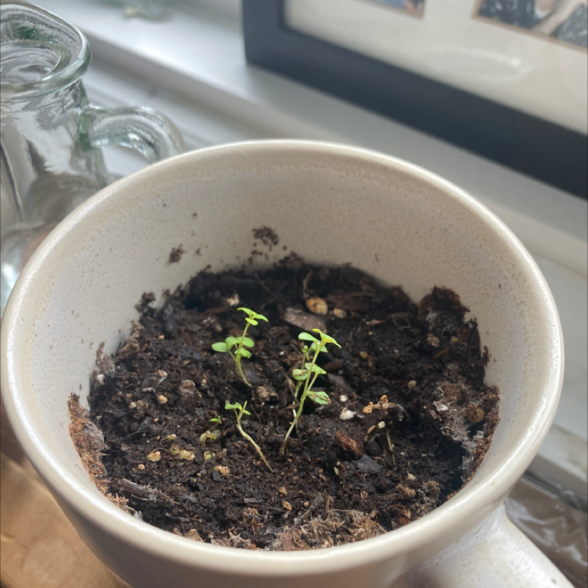 A small thyme seedling growing in dark soil in a white ceramic pot, sitting on a windowsill.