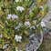 Calculate water needs of Evergreen Candytuft
