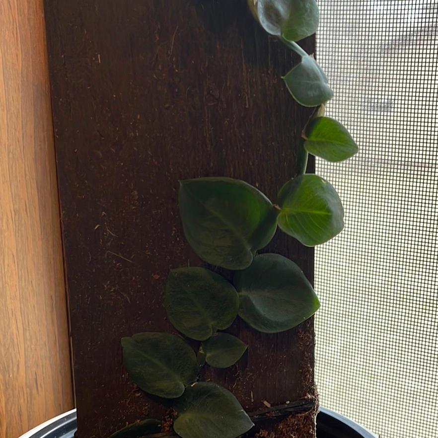 Shingle Plant climbing a wooden plank with healthy green leaves.