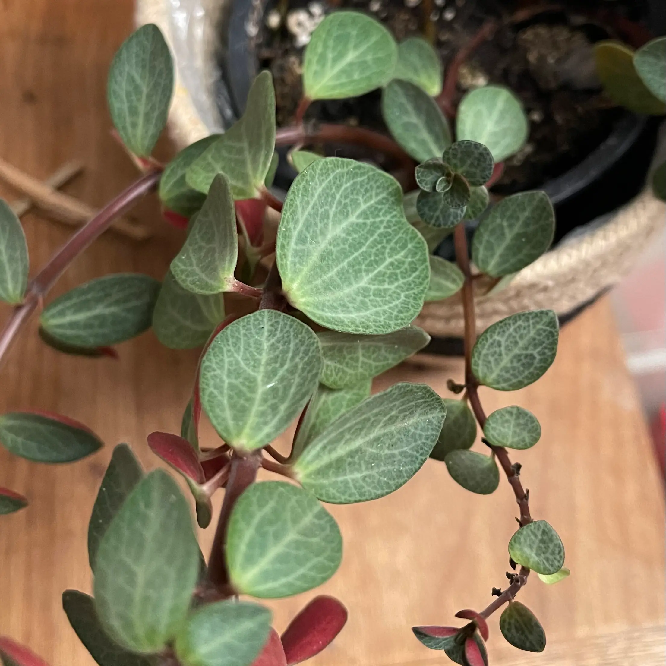 Peperomia 'Ruby Cascade' plant with healthy green leaves and red stems in a pot.