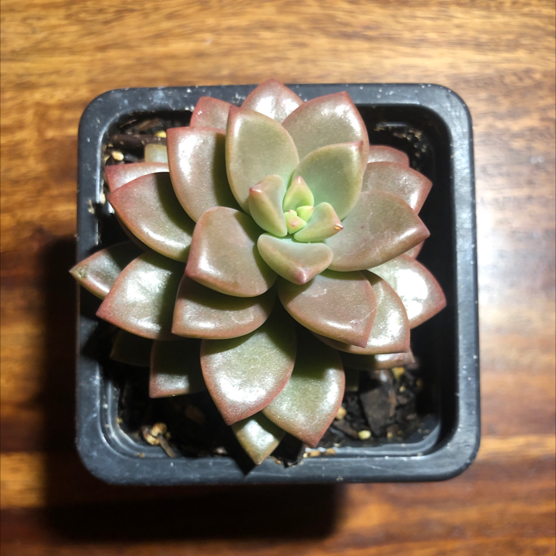 Photo of the plant species Echeveria 'Red Blush' by Chelsea named 21 savage on Greg, the plant care app