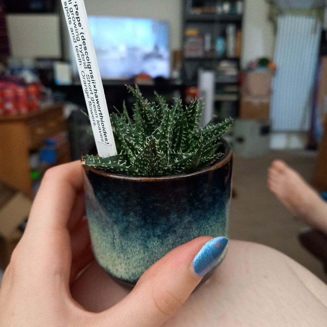 Photo of the plant species Aloe 'Pepe' by @TryLithops named Pepe on Greg, the plant care app