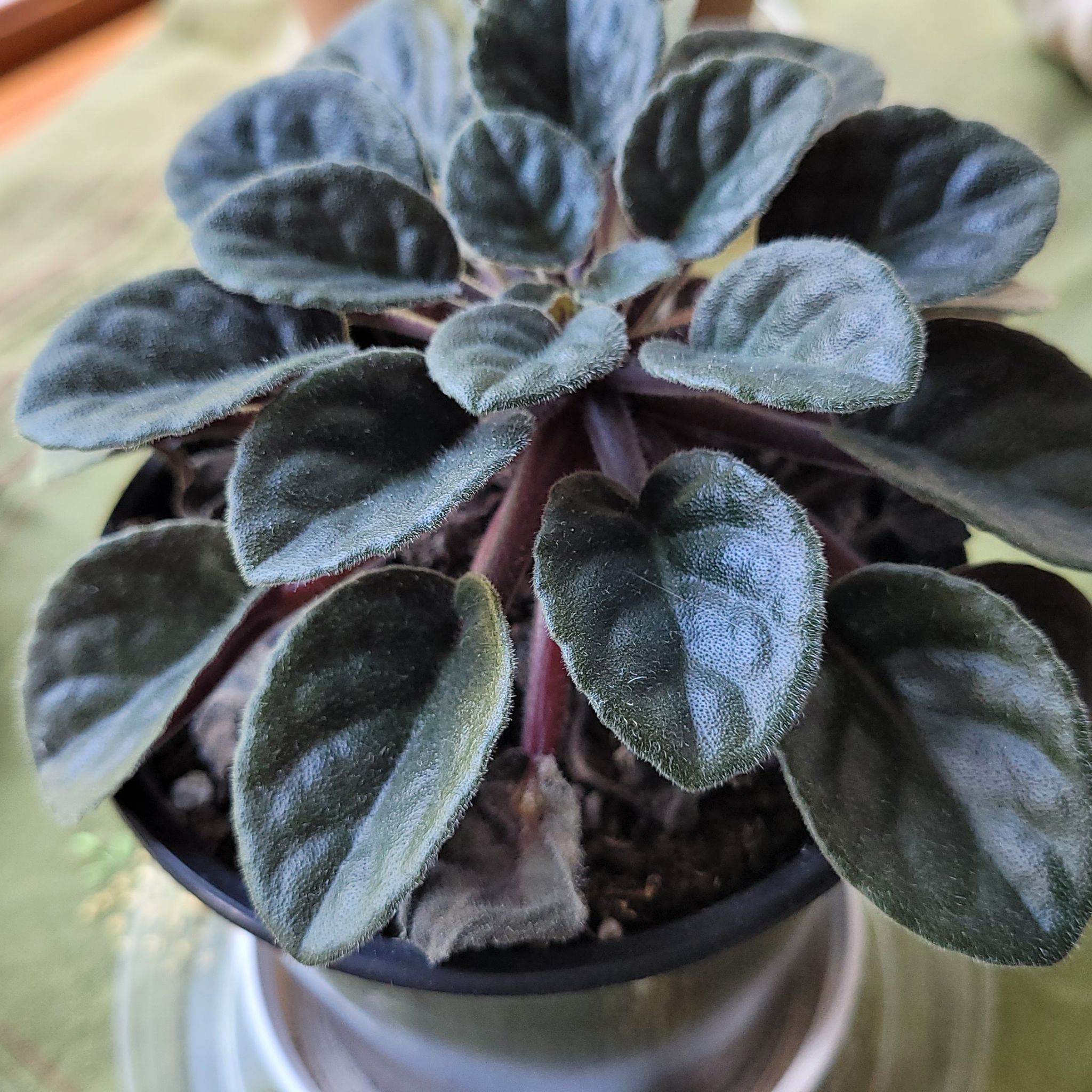 Photo of the plant species Kenyan Violet by @WinOleaster named African violet on Greg, the plant care app