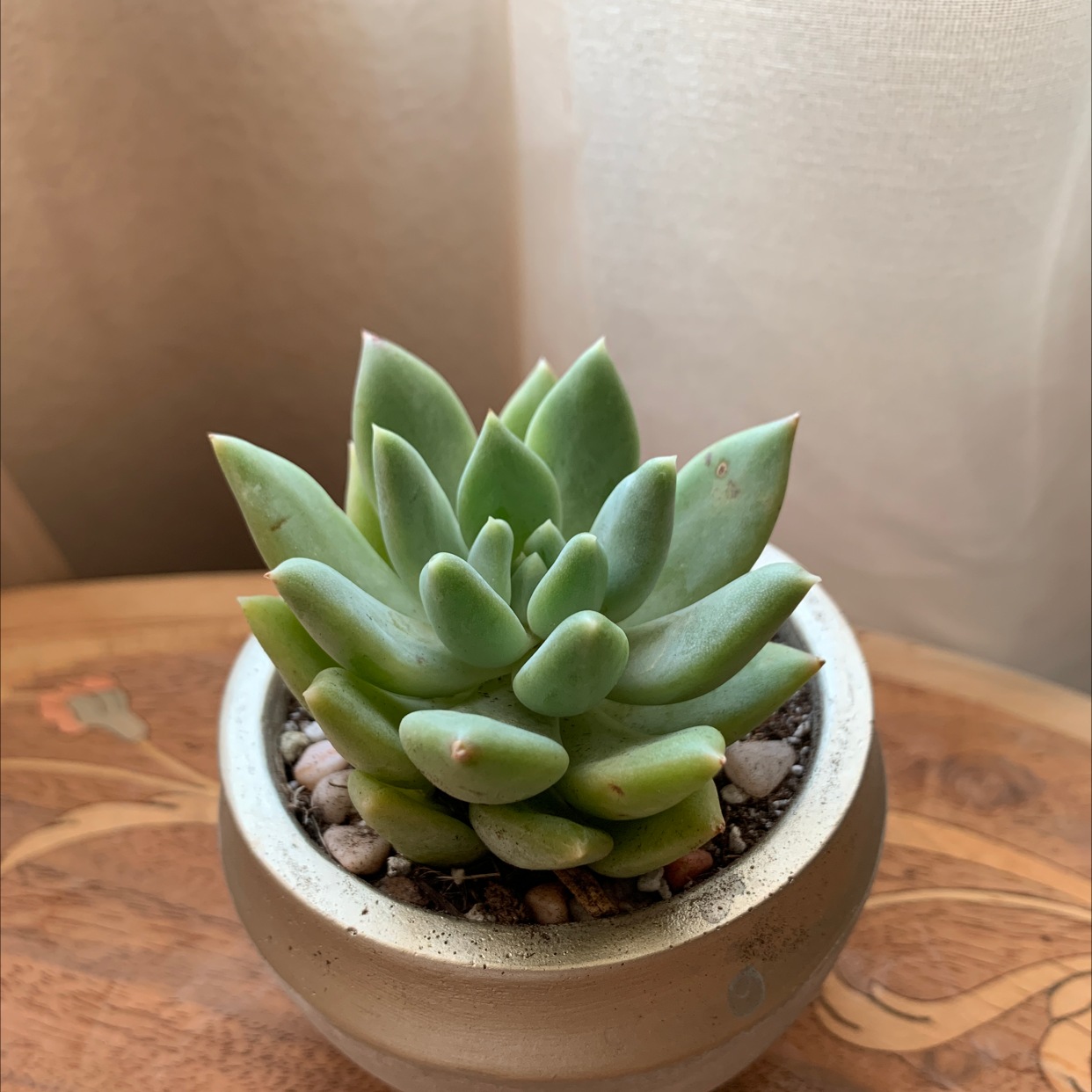 Pachyveria Little Jewel succulent in a pot, healthy and well-framed.