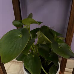 Raindrop Peperomia plant