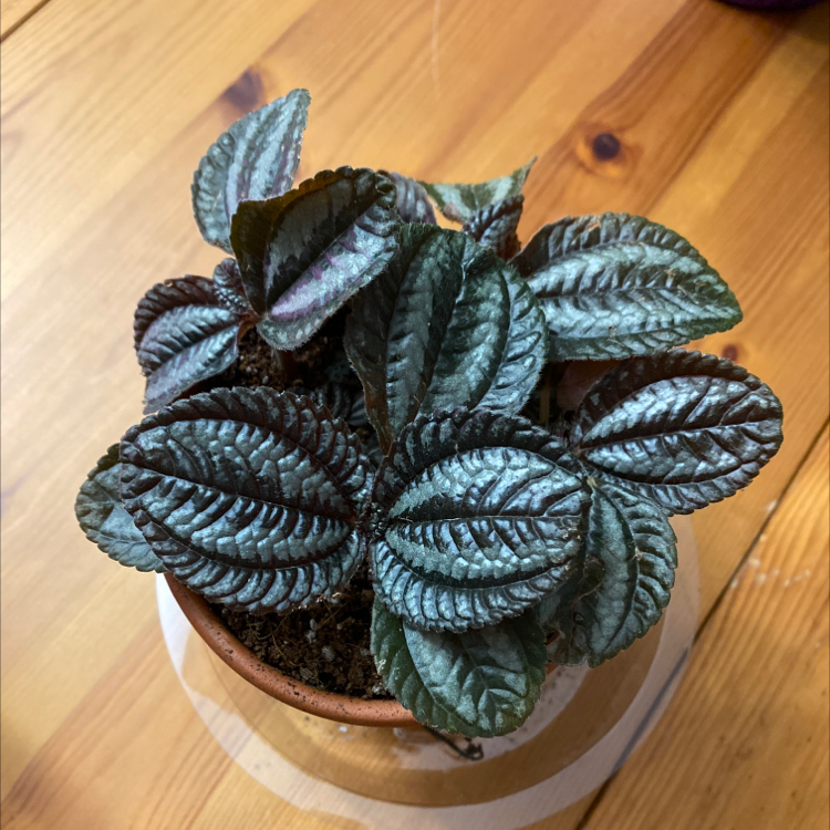 Friendship Plant (Pilea involucrata) in a small pot with healthy leaves.