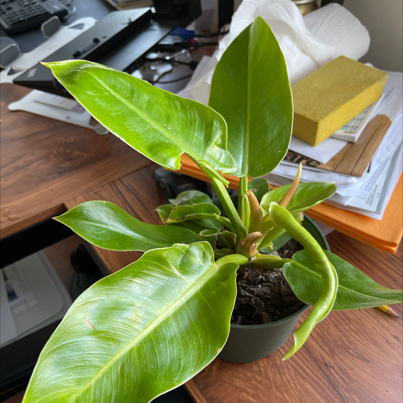 Philodendron 'Moonlight' plant on a wooden desk, healthy green leaves, visible soil.