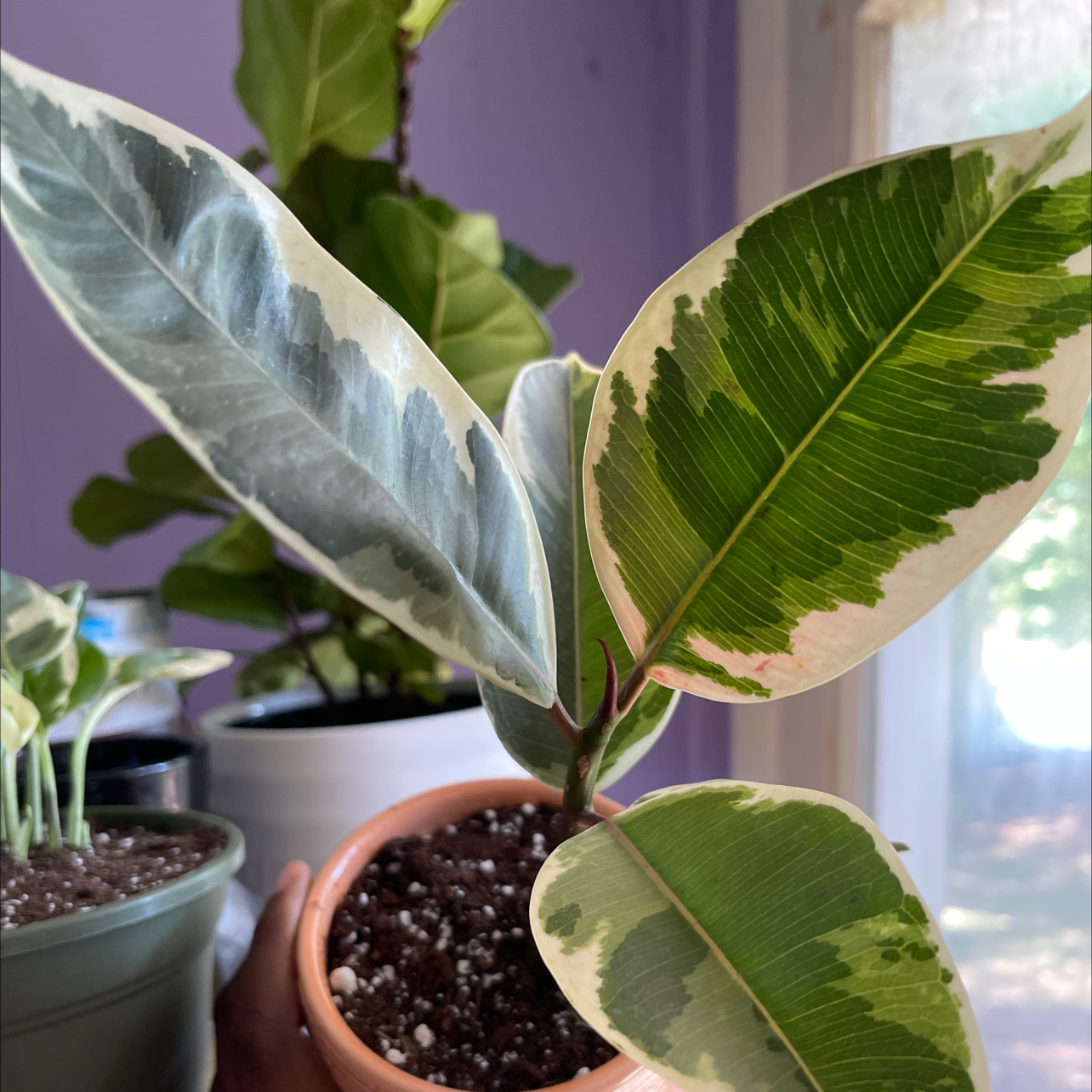 Ficus 'Ruby' plant with variegated leaves in a pot, held by a hand. Soil is visible.