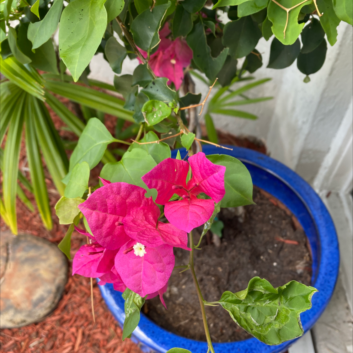 Bougainvillea plant in a blue pot with vibrant pink flowers and green leaves.