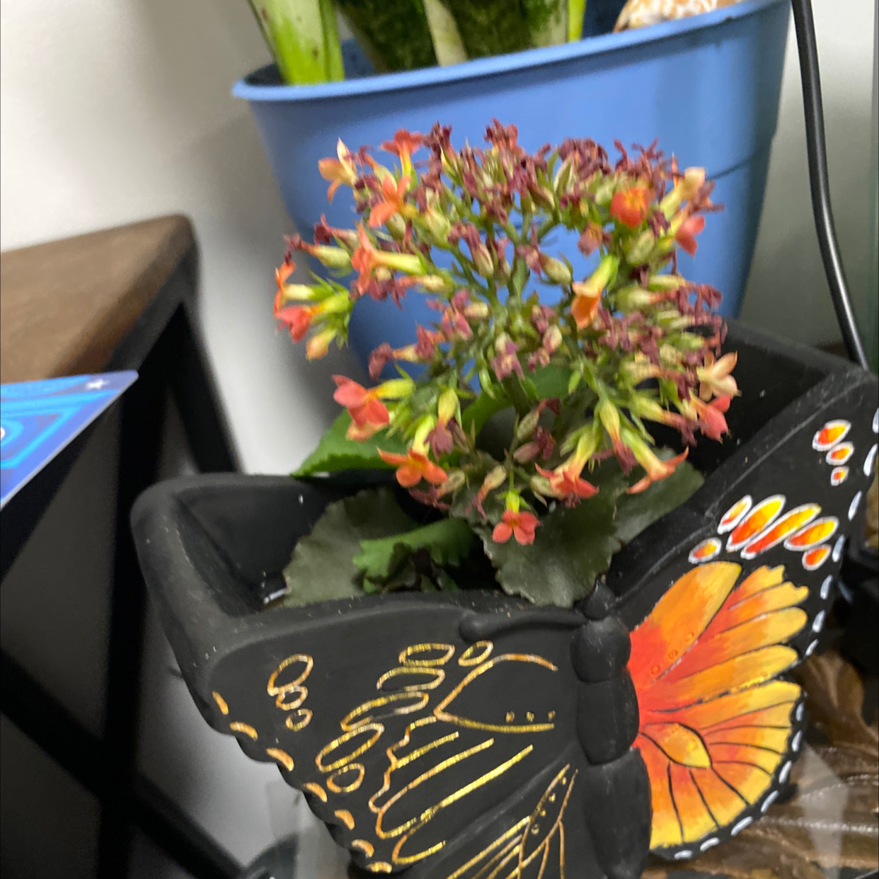 Florist Kalanchoe plant photo by Katie named Succulent on Greg, the plant care app.