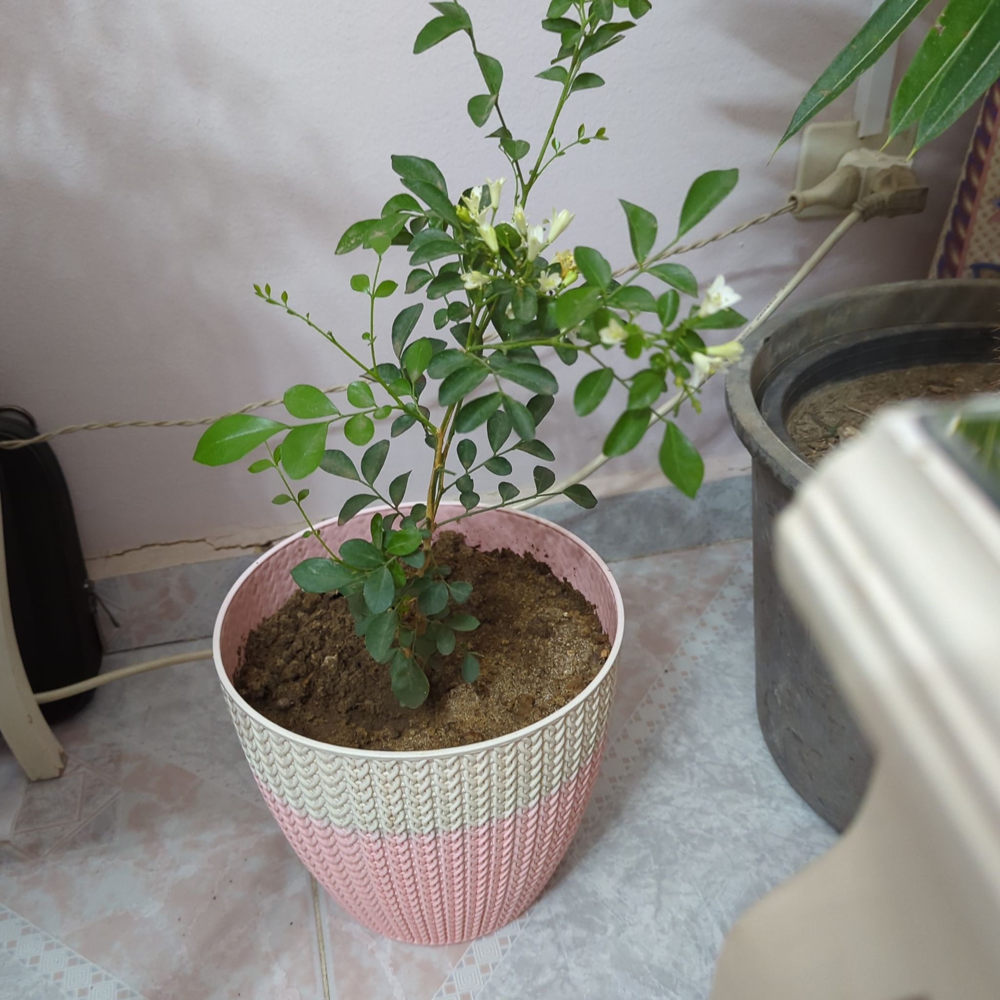 Potted Mock Orange plant with green leaves and white flowers.
