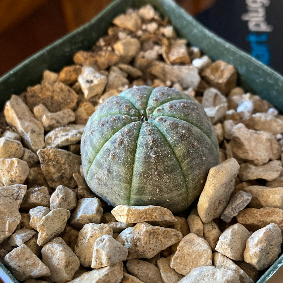 Baseball Plant (Euphorbia obesa) in a pot with rocky soil, well-framed and healthy.