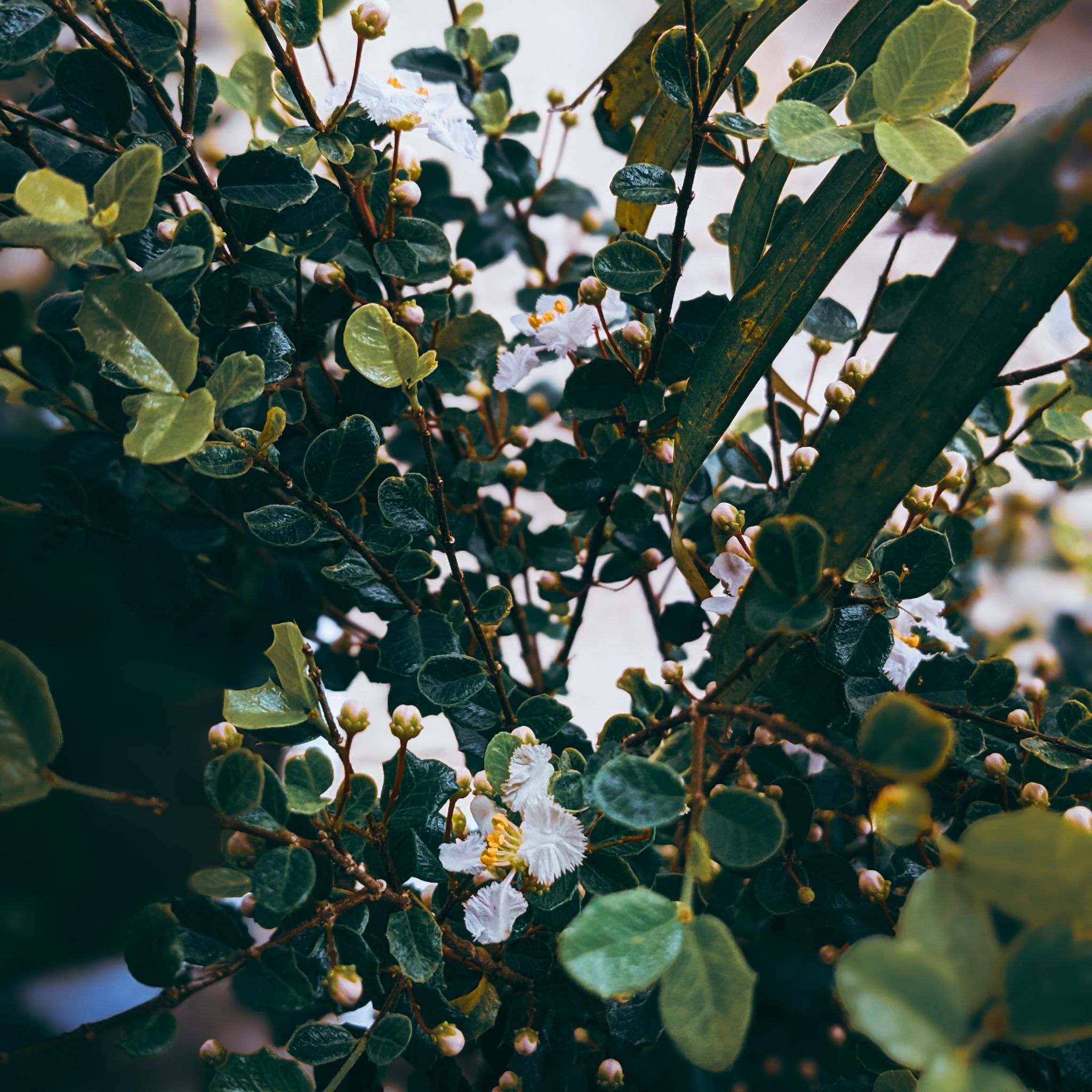 Holly