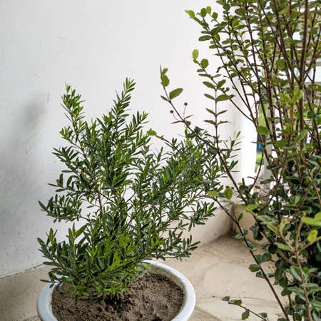 Photo of the plant species Harland Boxwood by @nashadnd named Boxwood on Greg, the plant care app
