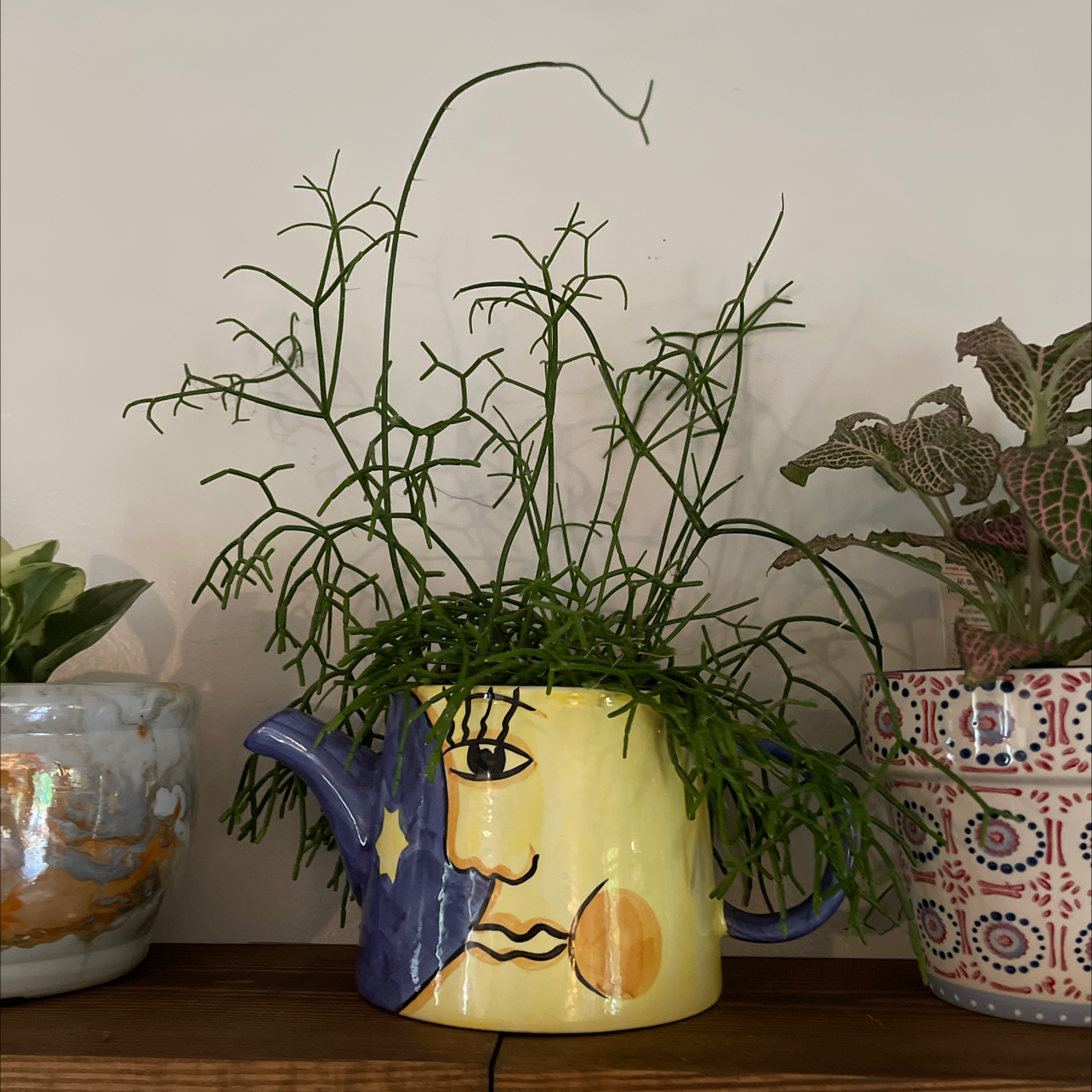 Mistletoe Cactus in a decorative pot, healthy with no visible soil or flowers.
