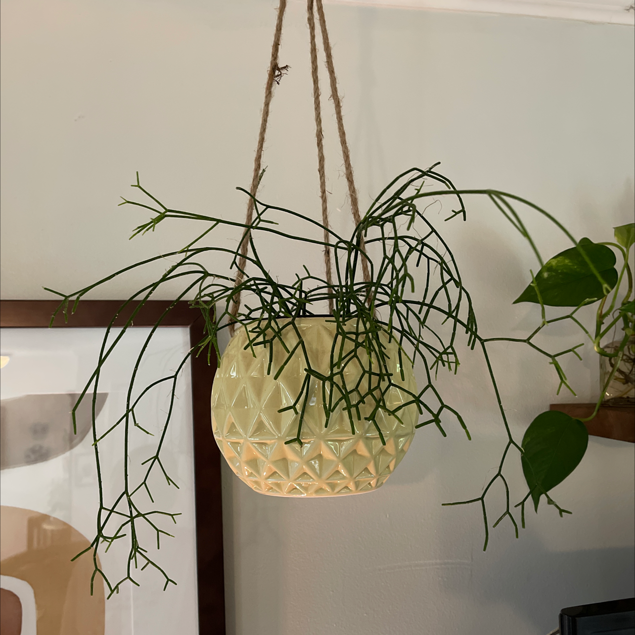 Hanging Mistletoe Cactus with thin, green stems in a decorative pot.