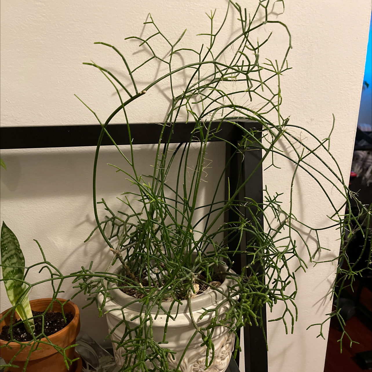 Mistletoe Cactus in a white pot with green stems, partially visible soil, and no flowers.