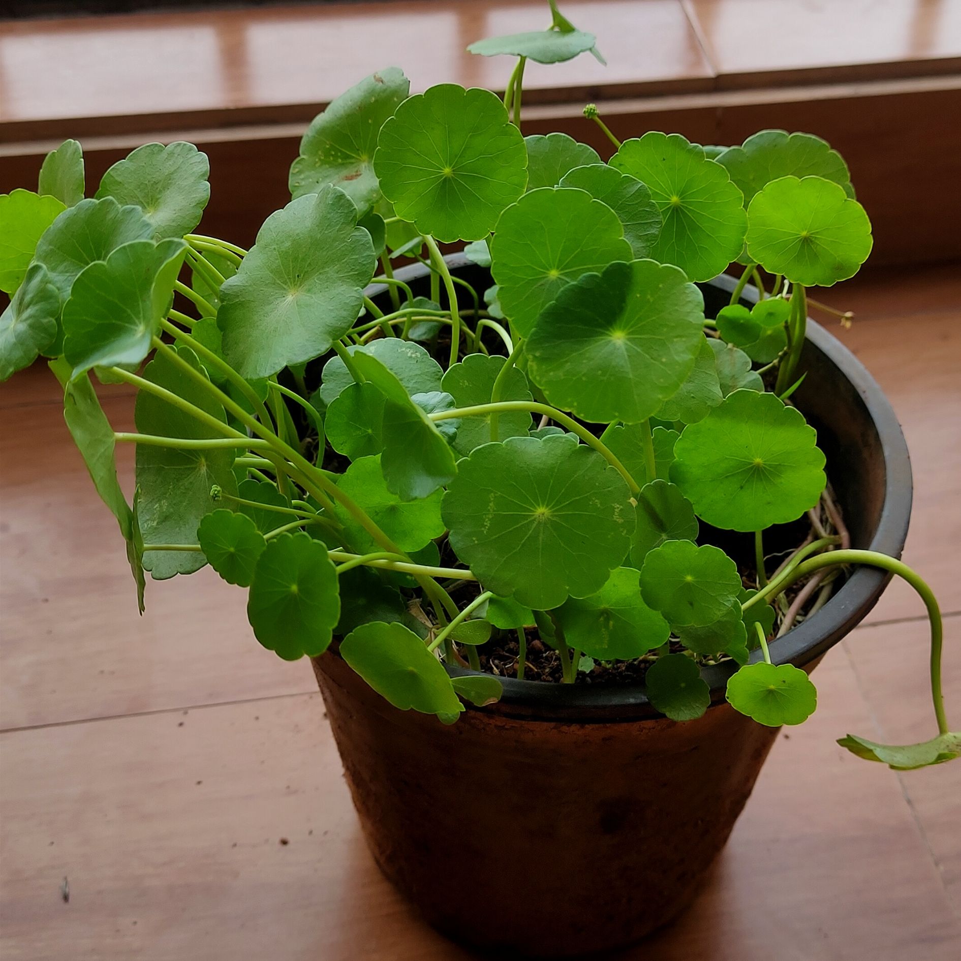Potted Manyflower Marshpennywort with round green leaves, healthy appearance.